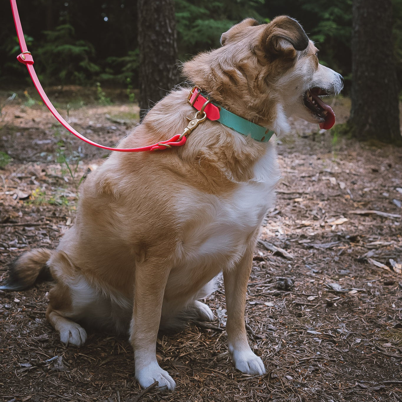 BioThane® Quick Release Collar