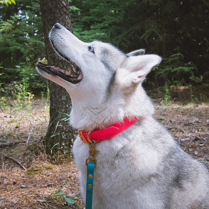 Classic BioThane® Collar